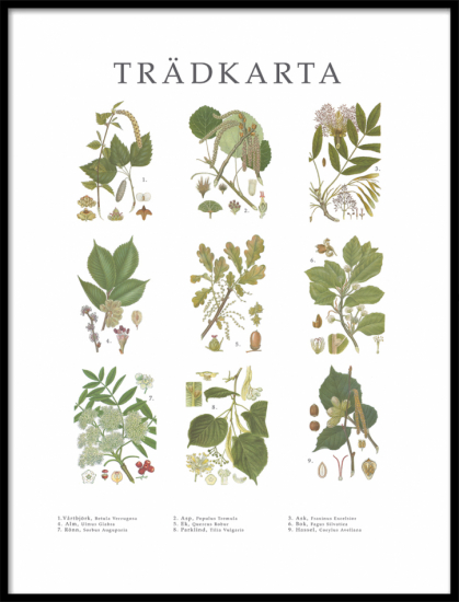 Poster Trädkarta 1