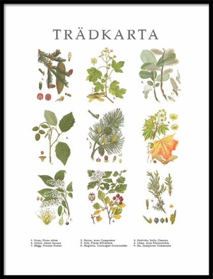 Poster Trädkarta 1