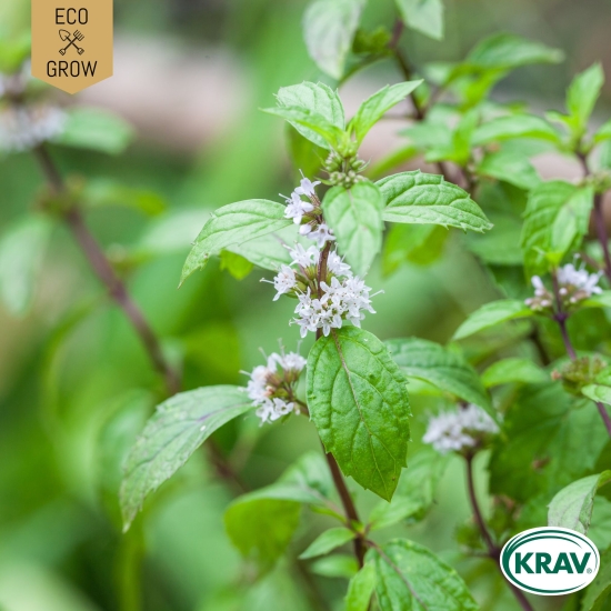 Mynta Rotundifolia, Ekologiska Fröer