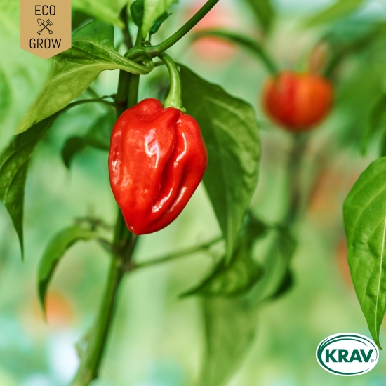 Chilipeppar Habanero Tropical Red, Ekologiska Fröer