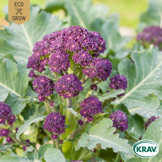 Vinterbroccoli Purple Sprouting, Ekologiska Fröer